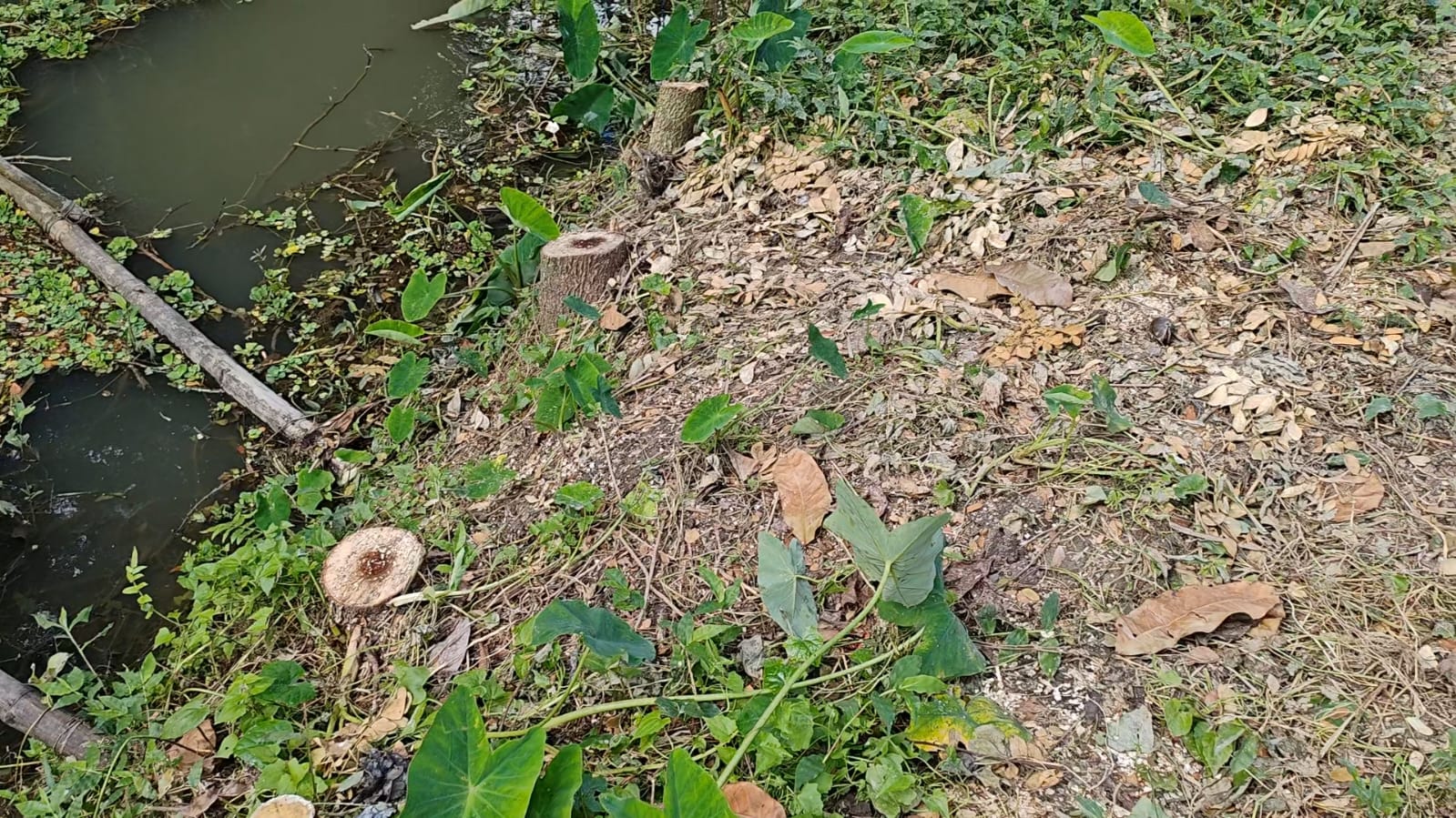 আগৈলঝাড়ায় রাতের আঁধারে ফলের বাগানের ৫ শতাধিক গাছ কাটার অভিযোগ