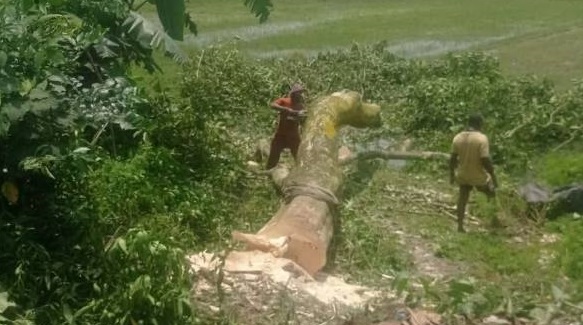 সরকারি জায়গা থেকে গাছ কাটায় ৩০ হাজার টাকা জরিমানা