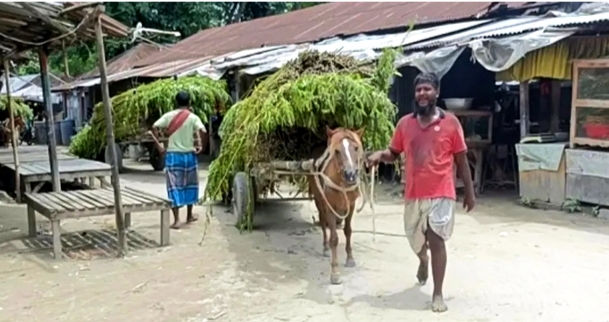 কুড়িগ্রামে পা‌নি সংকটের ফলে বিপদে পাট চাষীরা
