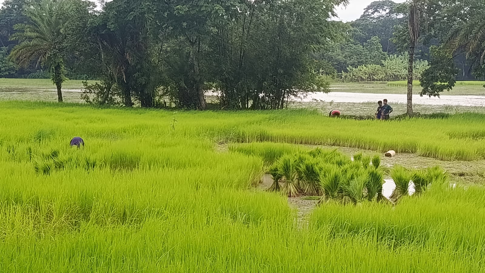 শ্রমিক সংকটে দুমকিতে আমন রোপণ বিলম্বিত
