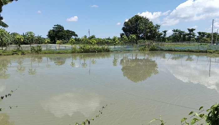 কেন্দুয়ায় ৭ লাখ টাকার মাছ চুরির অভিযোগ