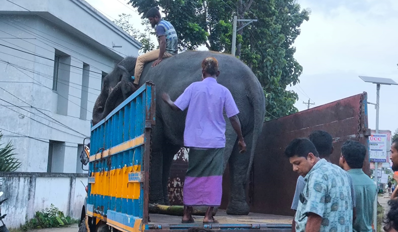 জিম্মার শর্ত ভঙ্গ, ‘নিহার কলি’ ও ‘সম্রাট বাহাদুর’ ফের বন বিভাগের হেফাজতে