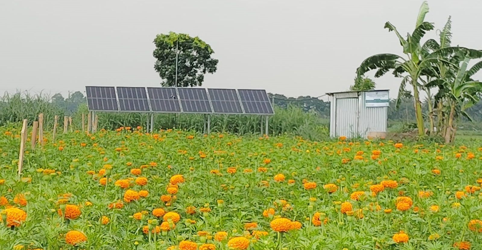 সৌরশক্তিতে বদলে যাচ্ছে কৃষিকাজ, কমছে সেচ খরচ