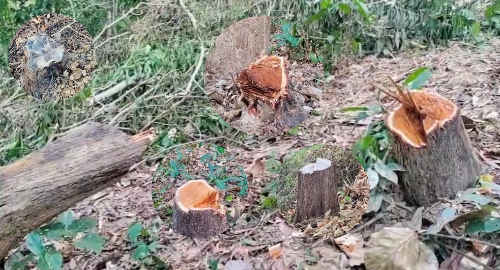 শক্তিশালী সিন্ডিকেট তৈরি করে লামা-আলীকদমে রিজার্ভ ফরেস্টের শত শত একর সংরক্ষিত বনাঞ্চল দখল!