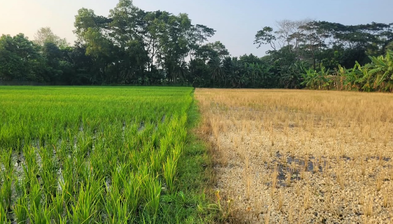 মাদারীপুরের ডাসারে প্রবাসীর ৬০ শতাংশ জমির ধান বিনষ্ট, থানায় অভিযোগ