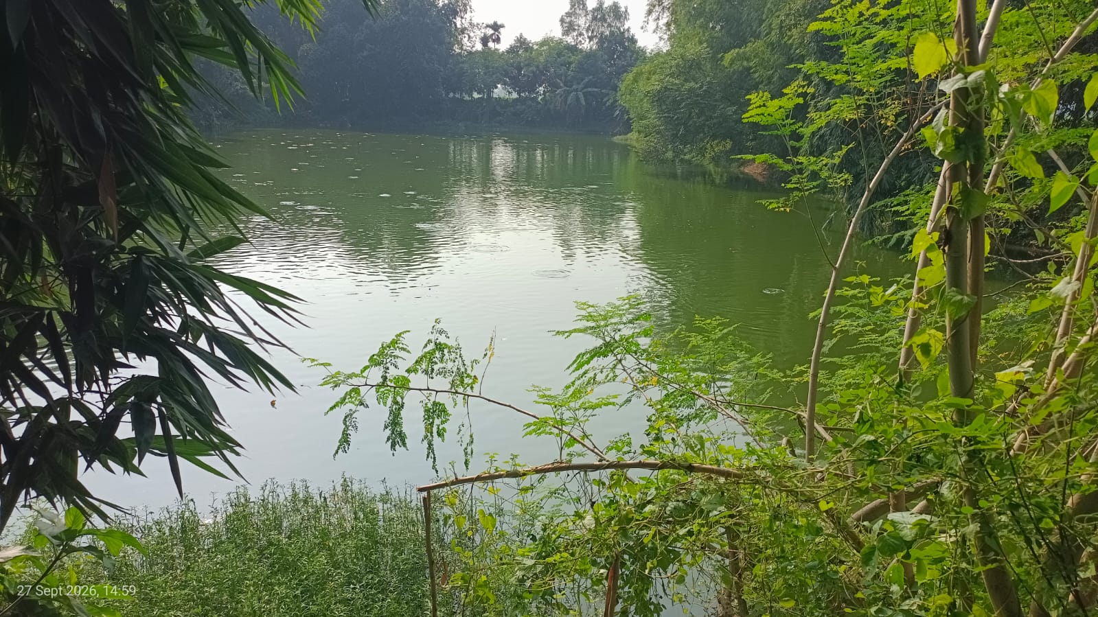 মাছ লুটের পর পুকুর দখলের চেষ্টার অভিযোগ
