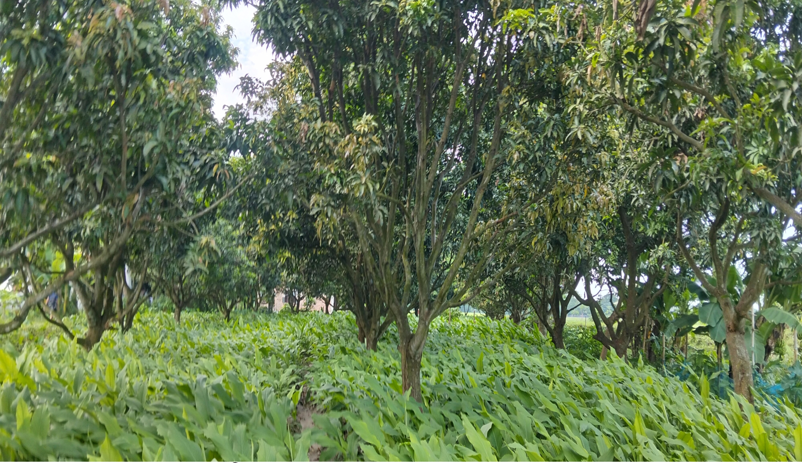 রাণীনগরে আম বাগানে হলুদ চাষে কৃষিতে নতুন সম্ভাবনার দ্বার উন্মোচন