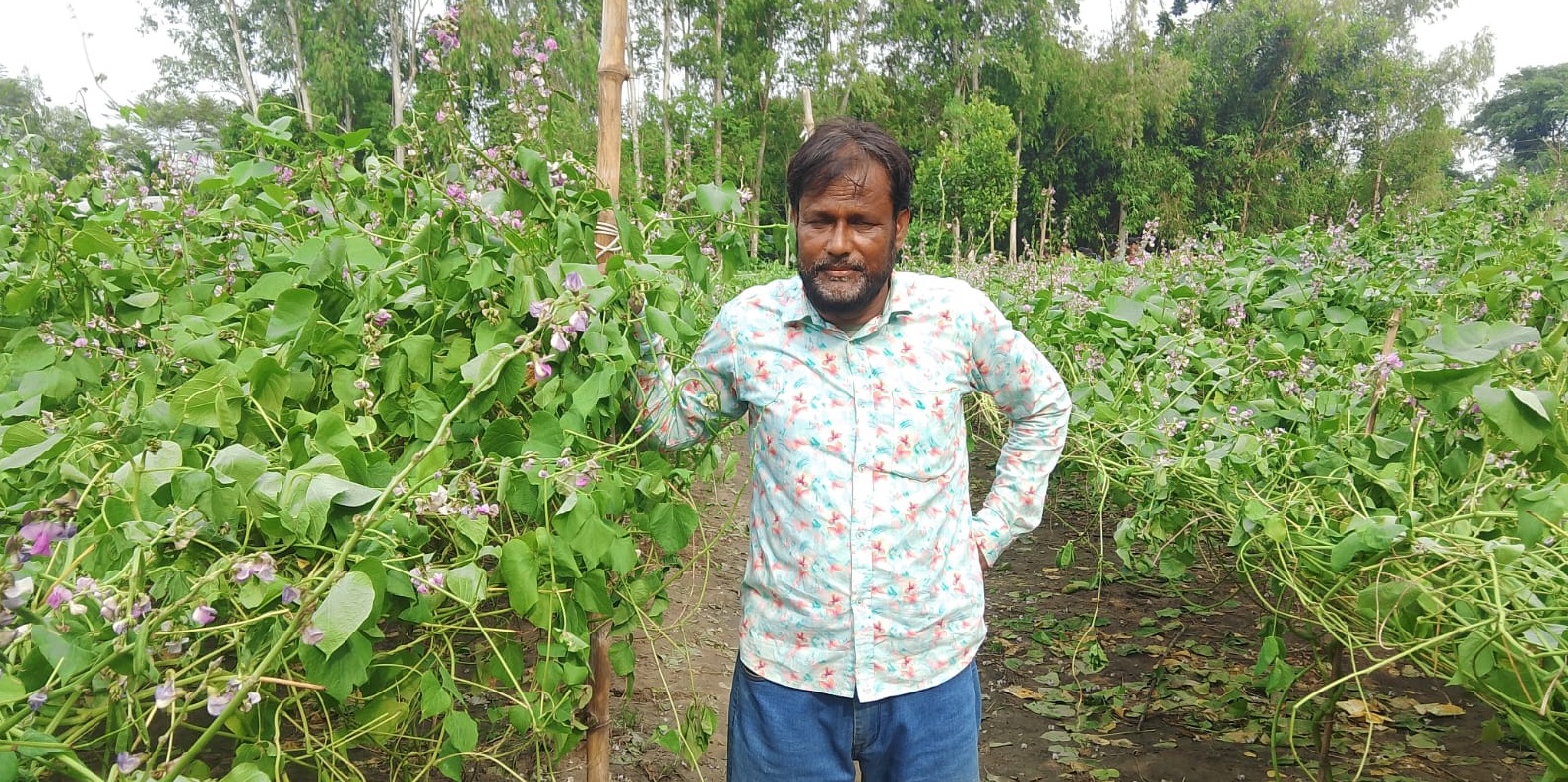 নবাবগঞ্জে রাতের আঁধারে ৬০০ শিমগাছ কেটে সাবাড়, কৃষকের ৩ লাখ টাকা ক্ষতি
