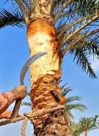 আত্রাইয়ে গাছিরা খেজুরগাছ ঝোড়ার কাজে ব্যস্ত সময় পার করছেন