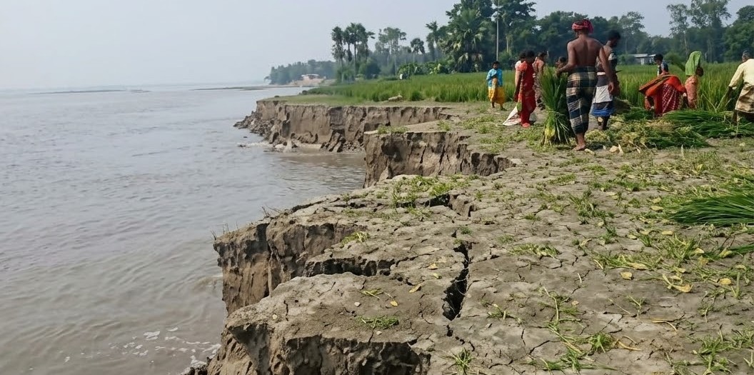 রৌমারীতে ব্রহ্মপুত্রের ভাঙনে ১৭ পরিবারের বসতভিটা বিলীন, কাঁচা ধান কাটছেন কৃষক