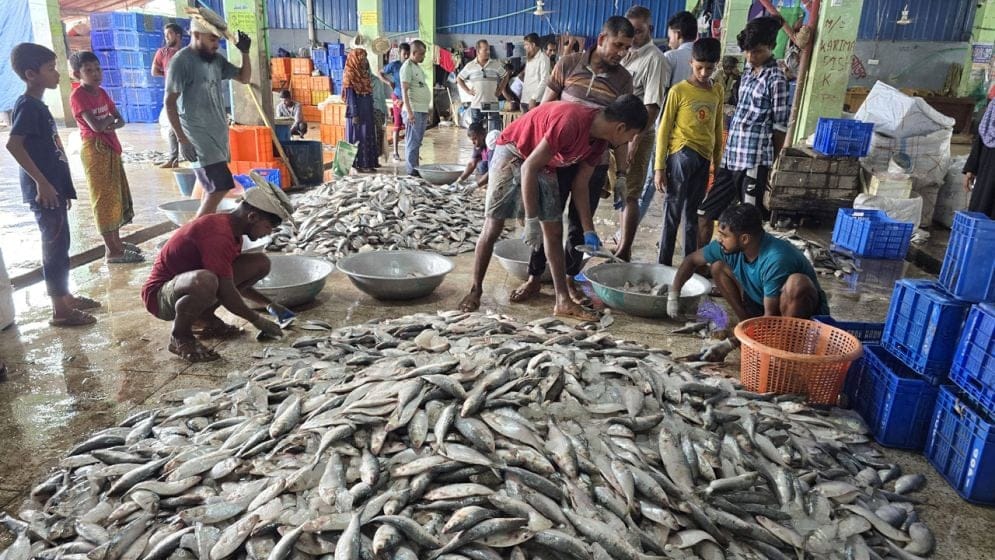 মধ্যরাত থেকে শুরু হচ্ছে জাটকা ইলিশ আহরণে ৮ মাসের নিষেধাজ্ঞা